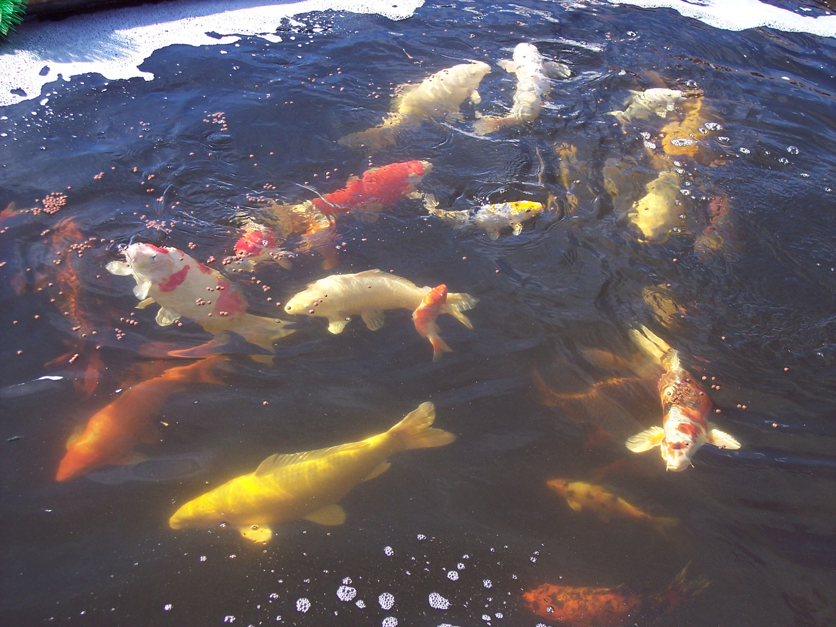 The Koi Carp Pond